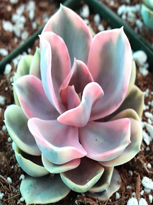 Echeveria hybrid Rainbow